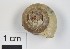  ( - AL-7411)  @11 [ ] Copyright (2018) Kruckenhauser L. Natural History Museum Vienna
