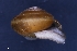 (Edentiella filicina - AL-7461)  @11 [ ] Copyright (2018) Kruckenhauser L. Natural History Museum Vienna
