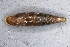  (Cochlodina costata - AL-7499)  @11 [ ] Copyright (2018) Kruckenhauser L. Natural History Museum Vienna