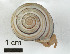  ( - AL-7597)  @11 [ ] Copyright (2018) Kruckenhauser L. Natural History Museum Vienna