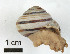  ( - AL-7597)  @11 [ ] Copyright (2018) Kruckenhauser L. Natural History Museum Vienna