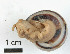  ( - AL-7597)  @11 [ ] Copyright (2018) Kruckenhauser L. Natural History Museum Vienna