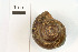  ( - AL-7728)  @11 [ ] Copyright (2018) Kruckenhauser L. Natural History Museum Vienna