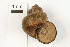  ( - AL-7728)  @11 [ ] Copyright (2018) Kruckenhauser L. Natural History Museum Vienna