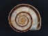  ( - AL-7960)  @11 [ ] Copyright (2018) Kruckenhauser L. Natural History Museum Vienna