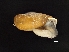  ( - AL-8039)  @11 [ ] Copyright (2018) Kruckenhauser L. Natural History Museum Vienna