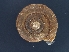  ( - AL-8040)  @11 [ ] Copyright (2018) Kruckenhauser L. Natural History Museum Vienna