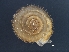  ( - AL-8048)  @11 [ ] Copyright (2018) Kruckenhauser L. Natural History Museum Vienna