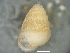 (Zospeum isselianum - AL-8139)  @11 [ ] Copyright (2018) Kruckenhauser L. Natural History Museum Vienna