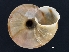  ( - Mollusca NHMW-19184_1)  @11 [ ] Copyright (2018) Kruckenhauser L. Natural History Museum Vienna