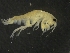  (Atlantorchestoidea brasiliensis - BIMIMO089-CO7-10)  @14 [ ] CreativeCommons - Attribution Share-Alike (2014) Laura I. Weber Universidade Federal do Rio de Janeiro