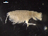  (Oedicerina - DZMB-HH 56784)  @11 [ ] CreativeCommons - Attribution Share-Alike (2021) Unspecified Universitat Hamburg, Centrum fuer Naturkunde