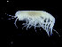  ( - UMBergen_NB_amph110)  @11 [ ] CreativeCommons - Attribution Non-Commercial Share-Alike (2014) University of Bergen University of Bergen, Natural History Collections