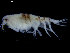  (Synchelidium sp - UMBergen_NB_amph111)  @11 [ ] CreativeCommons - Attribution Non-Commercial Share-Alike (2014) University of Bergen University of Bergen, Natural History Collections