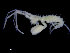  ( - UMBergen_NB_amph172)  @13 [ ] CreativeCommons - Attribution Non-Commercial Share-Alike (2014) University of Bergen University of Bergen, Natural History Collections