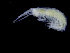  (Cressa minuta - UMBergen_NB_amph175)  @11 [ ] CreativeCommons - Attribution Non-Commercial Share-Alike (2014) University of Bergen University of Bergen, Natural History Collections