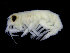  (Rhachotropis cf. inflata - UMBergen_NB_amph180)  @11 [ ] CreativeCommons - Attribution Non-Commercial Share-Alike (2014) University of Bergen University of Bergen, Natural History Collections