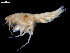  (Paroediceros propinquus - UMBergen_NB_amph187)  @11 [ ] CreativeCommons - Attribution Non-Commercial Share-Alike (2014) University of Bergen University of Bergen, Natural History Collections