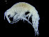  (Oediceropsis - UMBergen_NB_amph98)  @11 [ ] CreativeCommons - Attribution Non-Commercial Share-Alike (2014) University of Bergen University of Bergen, Natural History Collections