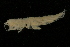  ( - UMBergen_NB_amp03)  @11 [ ] CreativeCommons - Attribution Non-Commercial Share-Alike (2012) Unspecified University of Bergen, Natural History Collections