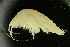  ( - UMBergen_NB_amp06)  @13 [ ] CreativeCommons - Attribution Non-Commercial Share-Alike (2012) Unspecified University of Bergen, Natural History Collections