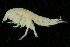  (Oedicerotidae - UMBergen_NB_amp25)  @14 [ ] CreativeCommons - Attribution Non-Commercial Share-Alike (2012) Unspecified University of Bergen, Natural History Collections