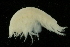  (Centromedon pumilus - UMBergen_NB_amp30)  @11 [ ] CreativeCommons - Attribution Non-Commercial Share-Alike (2012) Unspecified University of Bergen, Natural History Collections