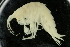  ( - UMBergen_NB_amp34)  @14 [ ] CreativeCommons - Attribution Non-Commercial Share-Alike (2012) Unspecified University of Bergen, Natural History Collections