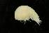  (Lepidepecreum - UMBergen_NB_amp46)  @13 [ ] CreativeCommons - Attribution Non-Commercial Share-Alike (2012) Unspecified University of Bergen, Natural History Collections