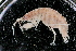  (Megamoera dentata - UMBergen_NB_amp47)  @11 [ ] CreativeCommons - Attribution Non-Commercial Share-Alike (2012) Unspecified University of Bergen, Natural History Collections