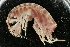 ( - UMBergen_NB_amp48)  @11 [ ] CreativeCommons - Attribution Non-Commercial Share-Alike (2012) Unspecified University of Bergen, Natural History Collections