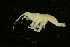  (Neopleustinae - UMBergen_NB_amp54)  @14 [ ] CreativeCommons - Attribution Non-Commercial Share-Alike (2012) Unspecified University of Bergen, Natural History Collections