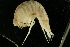  ( - UMBergen_NB_amp67)  @11 [ ] CreativeCommons - Attribution Non-Commercial Share-Alike (2012) Unspecified University of Bergen, Natural History Collections