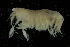  ( - UMBergen_NB_amp68)  @11 [ ] CreativeCommons - Attribution Non-Commercial Share-Alike (2012) Unspecified University of Bergen, Natural History Collections