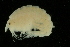  ( - UMBergen_NB_amp70)  @13 [ ] CreativeCommons - Attribution Non-Commercial Share-Alike (2012) Unspecified University of Bergen, Natural History Collections