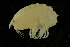  ( - UMBergen_NB_amp71)  @13 [ ] CreativeCommons - Attribution Non-Commercial Share-Alike (2012) Unspecified University of Bergen, Natural History Collections