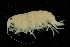  (Pleusymtinae - UMBergen_NB_amp73)  @13 [ ] CreativeCommons - Attribution Non-Commercial Share-Alike (2012) Unspecified University of Bergen, Natural History Collections