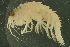  ( - UMBergen_NB_amp77)  @11 [ ] CreativeCommons - Attribution Non-Commercial Share-Alike (2012) Unspecified University of Bergen, Natural History Collections