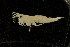  ( - UMBergen_NB_amp80)  @11 [ ] CreativeCommons - Attribution Non-Commercial Share-Alike (2012) Unspecified University of Bergen, Natural History Collections