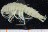  (Calliopiidae - UMBergen_NB_amph114)  @15 [ ] CreativeCommons - Attribution Non-Commercial Share-Alike (2014) University of Bergen University of Bergen, Natural History Collections