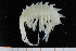  (Amathillopsidae - UMBergen_NB_amph160)  @14 [ ] CreativeCommons - Attribution Non-Commercial Share-Alike (2014) University of Bergen University of Bergen, Natural History Collections