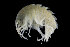  (Acanthonotozoma serratum - UMBergen_NB_amph189)  @11 [ ] CreativeCommons - Attribution Non-Commercial Share-Alike (2014) University of Bergen University of Bergen, Natural History Collections