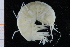  ( - UMBergen_NB_amph195)  @13 [ ] CreativeCommons - Attribution Non-Commercial Share-Alike (2014) University of Bergen University of Bergen, Natural History Collections