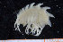  (Acanthonotozoma cristatum - UMBergen_NB_amph198)  @11 [ ] CreativeCommons - Attribution Non-Commercial Share-Alike (2014) University of Bergen University of Bergen, Natural History Collections