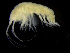  ( - ZMBN_103986)  @11 [ ] CreativeCommons - Attribution Non-Commercial Share-Alike (2015) University of Bergen University of Bergen, Natural History Collections