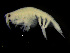  (Amphilochoides boecki - ZMBN_103987)  @11 [ ] CreativeCommons - Attribution Non-Commercial Share-Alike (2015) University of Bergen University of Bergen, Natural History Collections