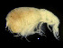  (Andaniexis abyssi - ZMBN_103993)  @11 [ ] CreativeCommons - Attribution Non-Commercial Share-Alike (2015) University of Bergen University of Bergen, Natural History Collections