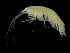 ( - ZMBN_104001)  @11 [ ] CreativeCommons - Attribution Non-Commercial Share-Alike (2015) University of Bergen University of Bergen, Natural History Collections