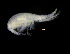  ( - ZMBN_104005)  @11 [ ] CreativeCommons - Attribution Non-Commercial Share-Alike (2015) University of Bergen University of Bergen, Natural History Collections