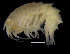  (Epimeria cf. parasitica - ZMBN_104012)  @11 [ ] CreativeCommons - Attribution Non-Commercial Share-Alike (2015) University of Bergen University of Bergen, Natural History Collections